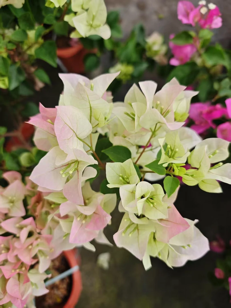 【绿樱】三角梅盆栽爬藤植物四季花基地美丽土壤绿植原盆土带花发