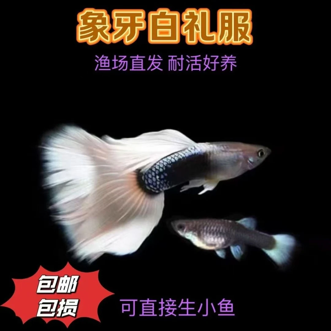 象牙白精品孔雀鱼小型观赏鱼混养孕肚大生小鱼