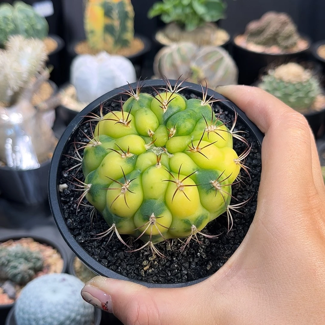 用***7福利Zzzzzzzzzzzzzzz