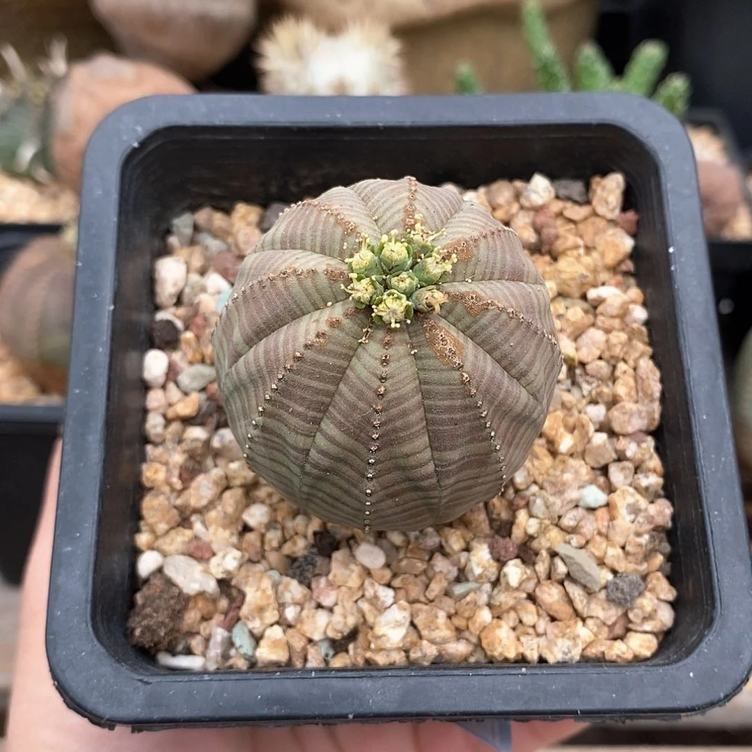 欧系实生布纹球多肉植物