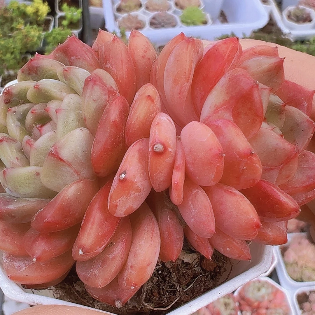 双头油钻19包邮多肉