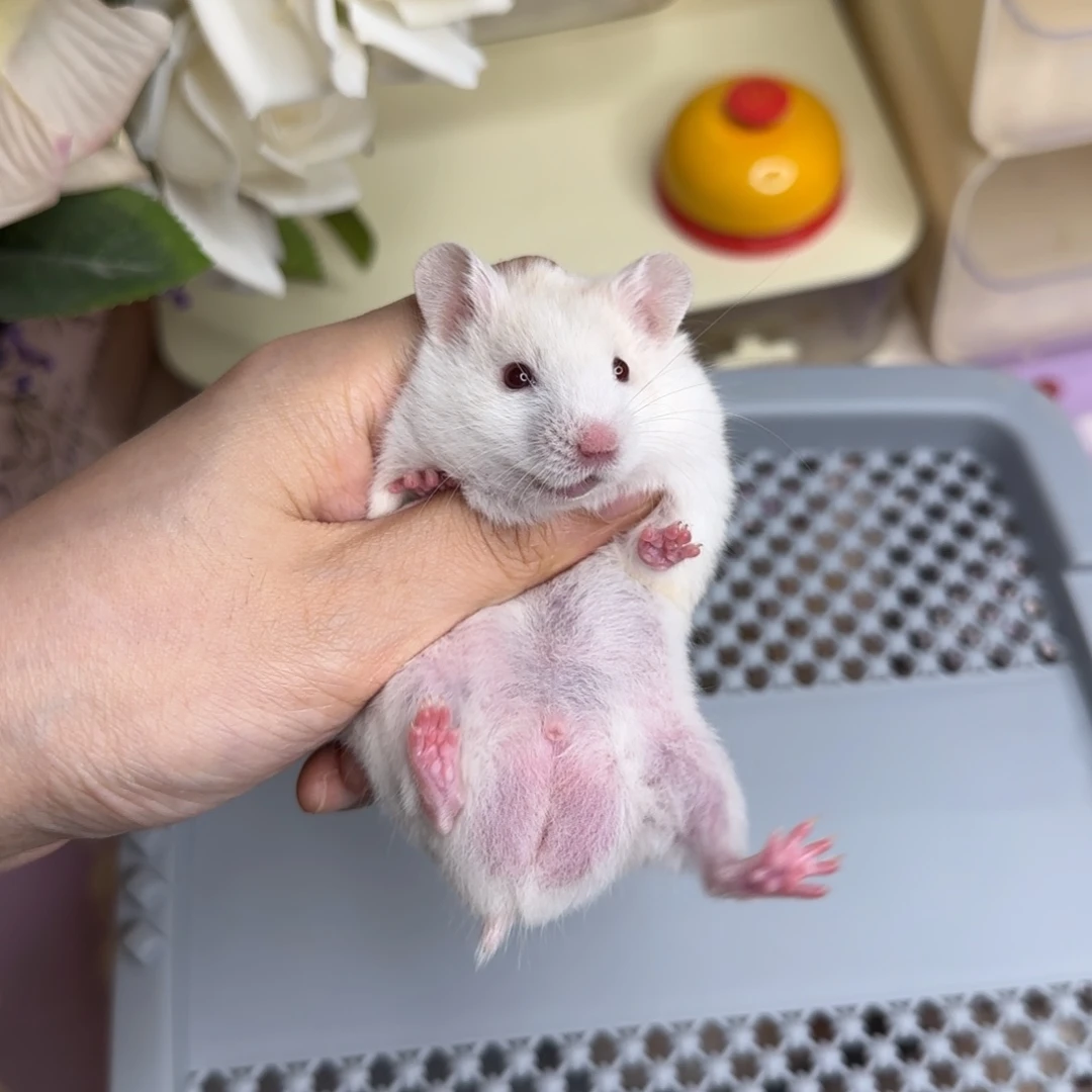 短毛蜜波弟弟5.26生日