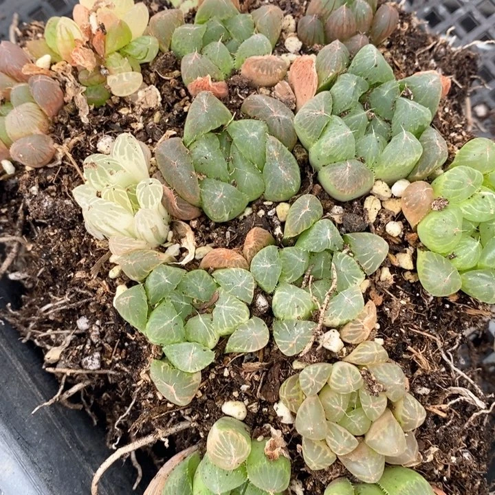 都*1457。  福利。补漏发。