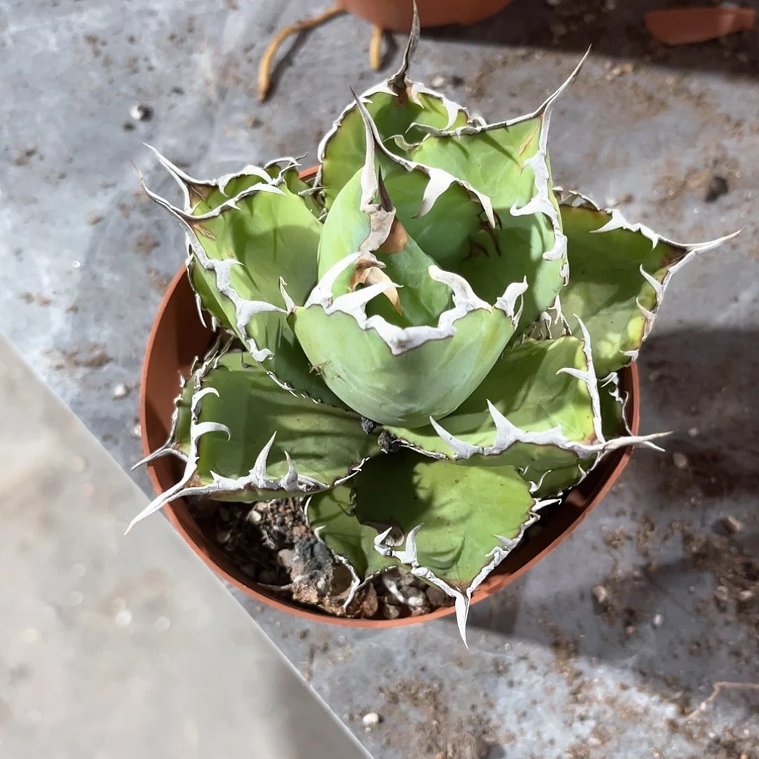 C**n龙舌兰南霸王随单10