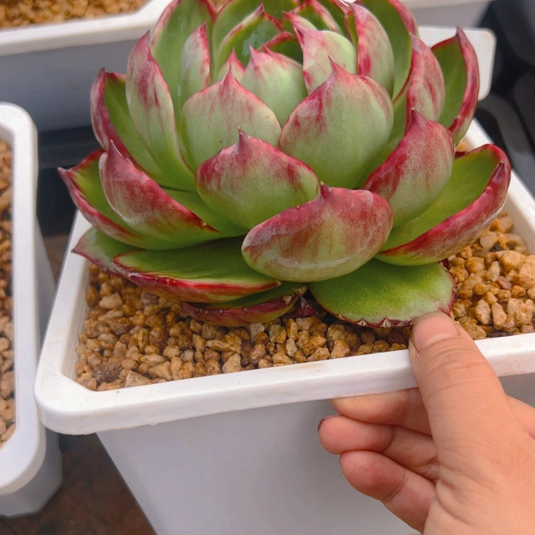 云*扬惊鸿仙子一物一拍3097号