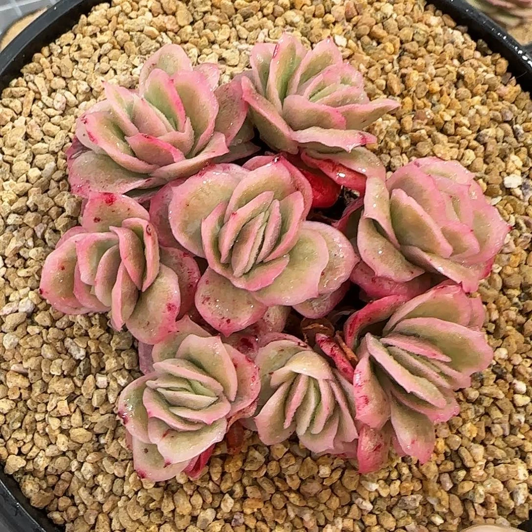 从前慢花园精选冰玫瑰锦