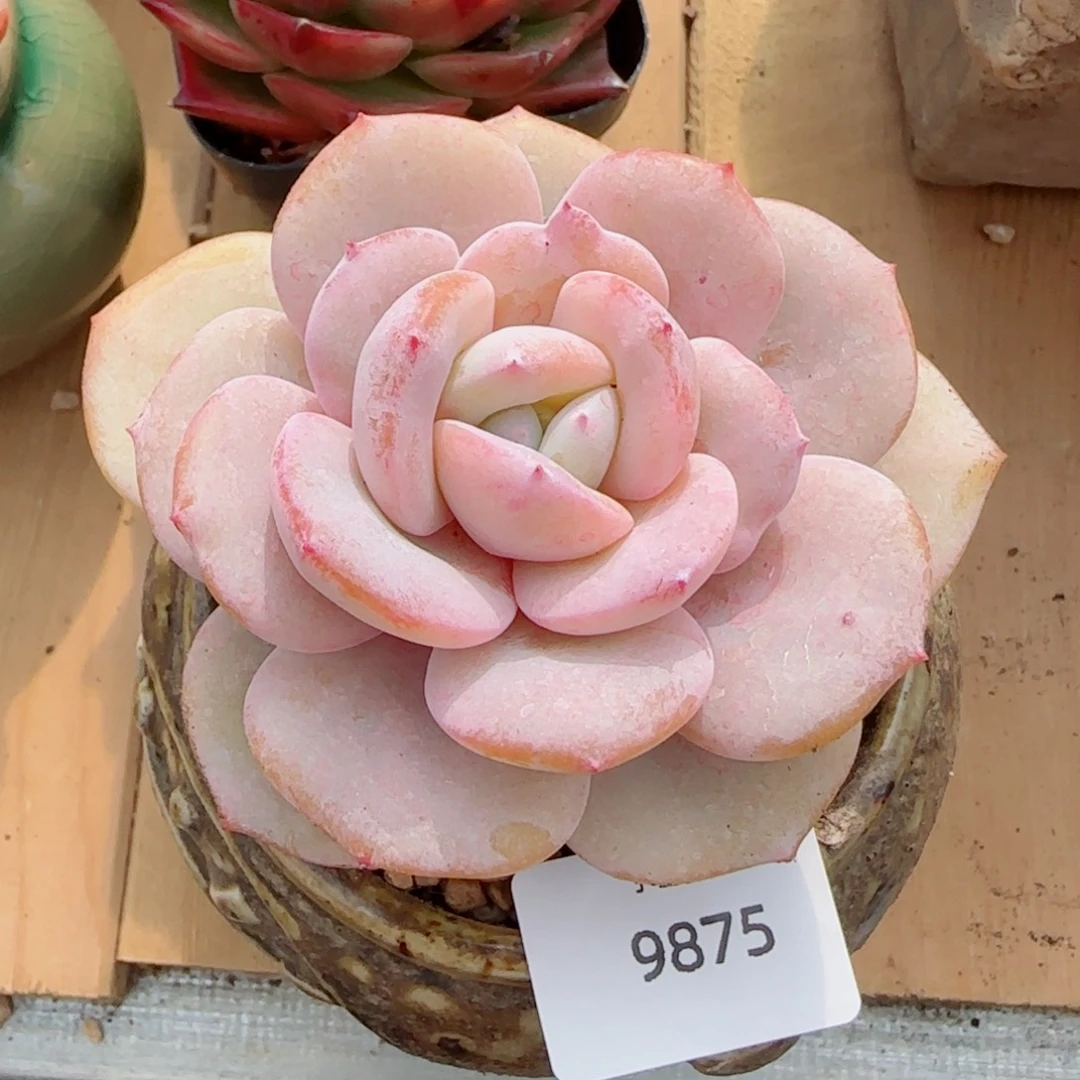 咩***_韩版奶茶，9875多肉植物