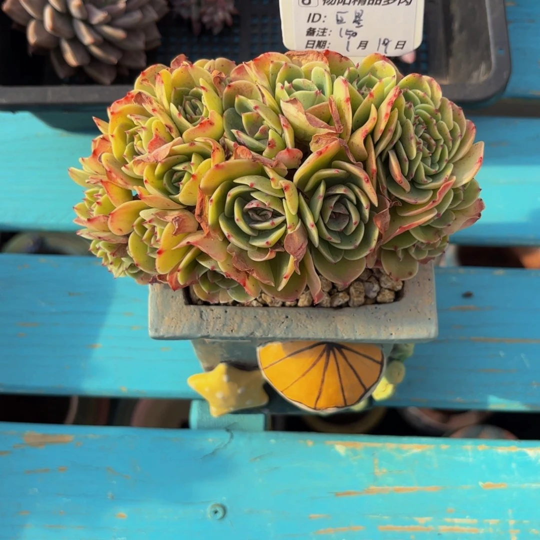 今****?艾斯梅兰达，朵朵