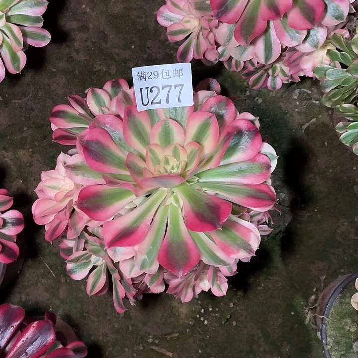 277粉女巫多肉植物