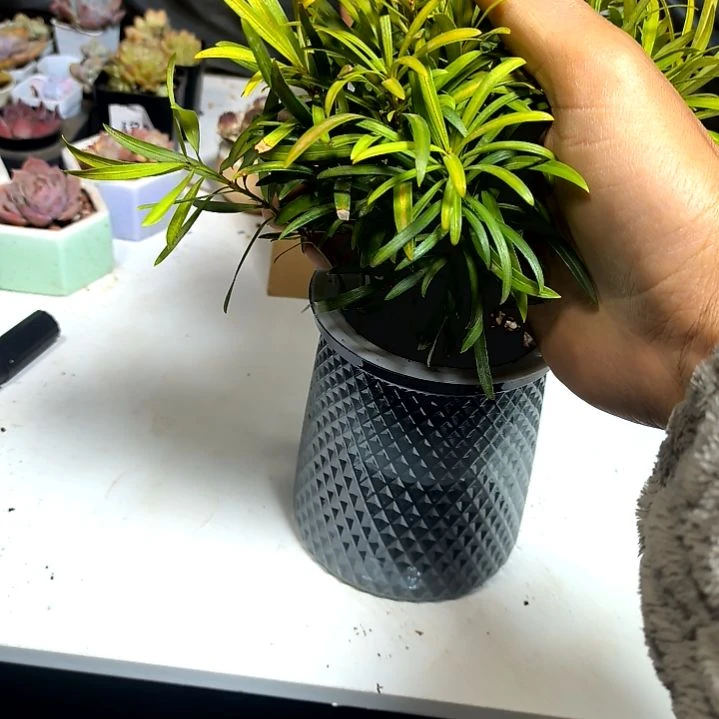 满9元包邮，罗汉松十颗