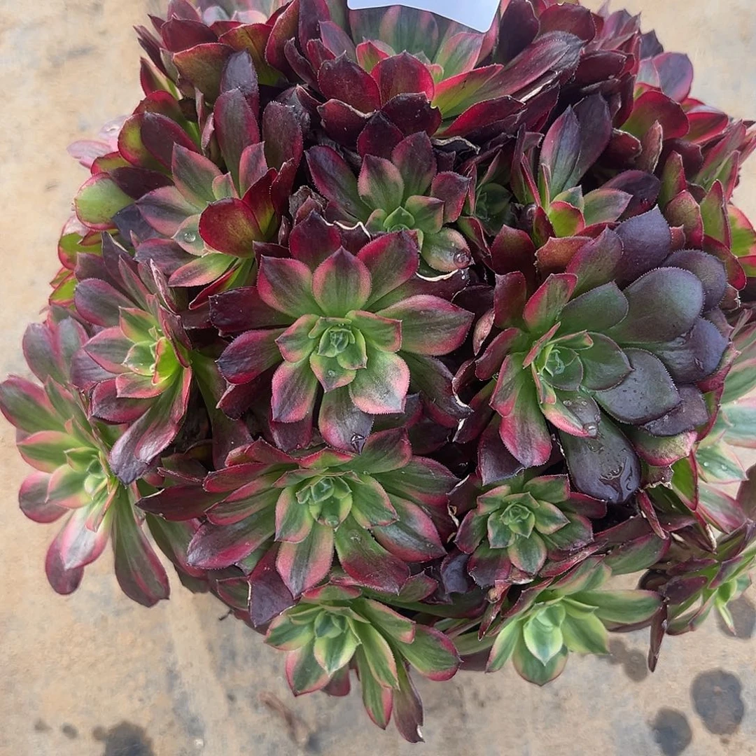 12.10-70安娜多肉植物