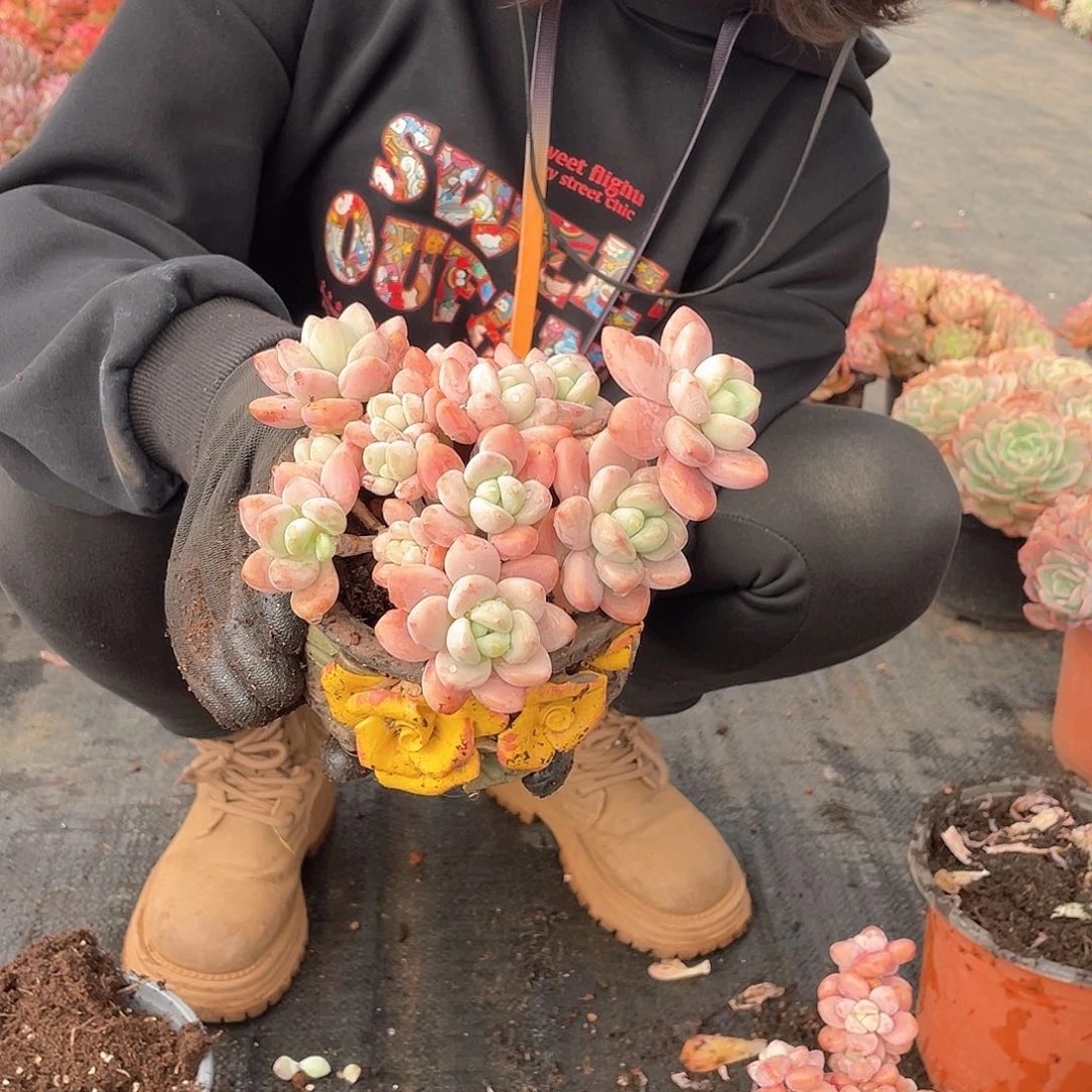 精控红洛神12.8米 量拍多肉