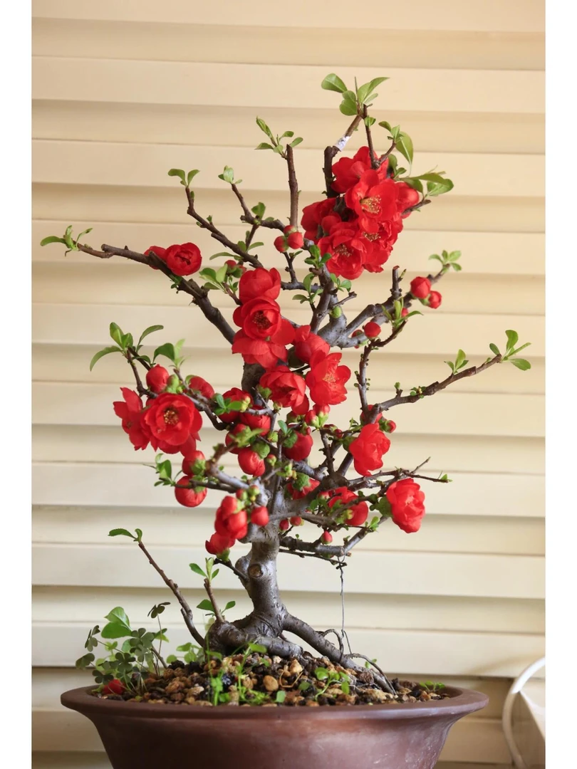 111原生8年长寿冠海棠花宵花盆景花卉四季海棠盆