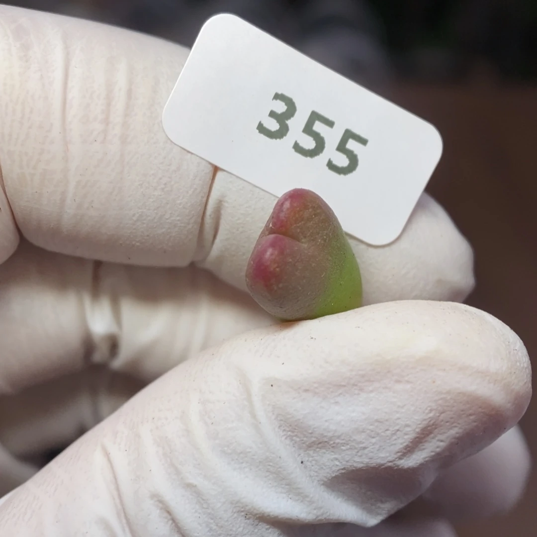 多肉植物肉锥杂交K-355。无根