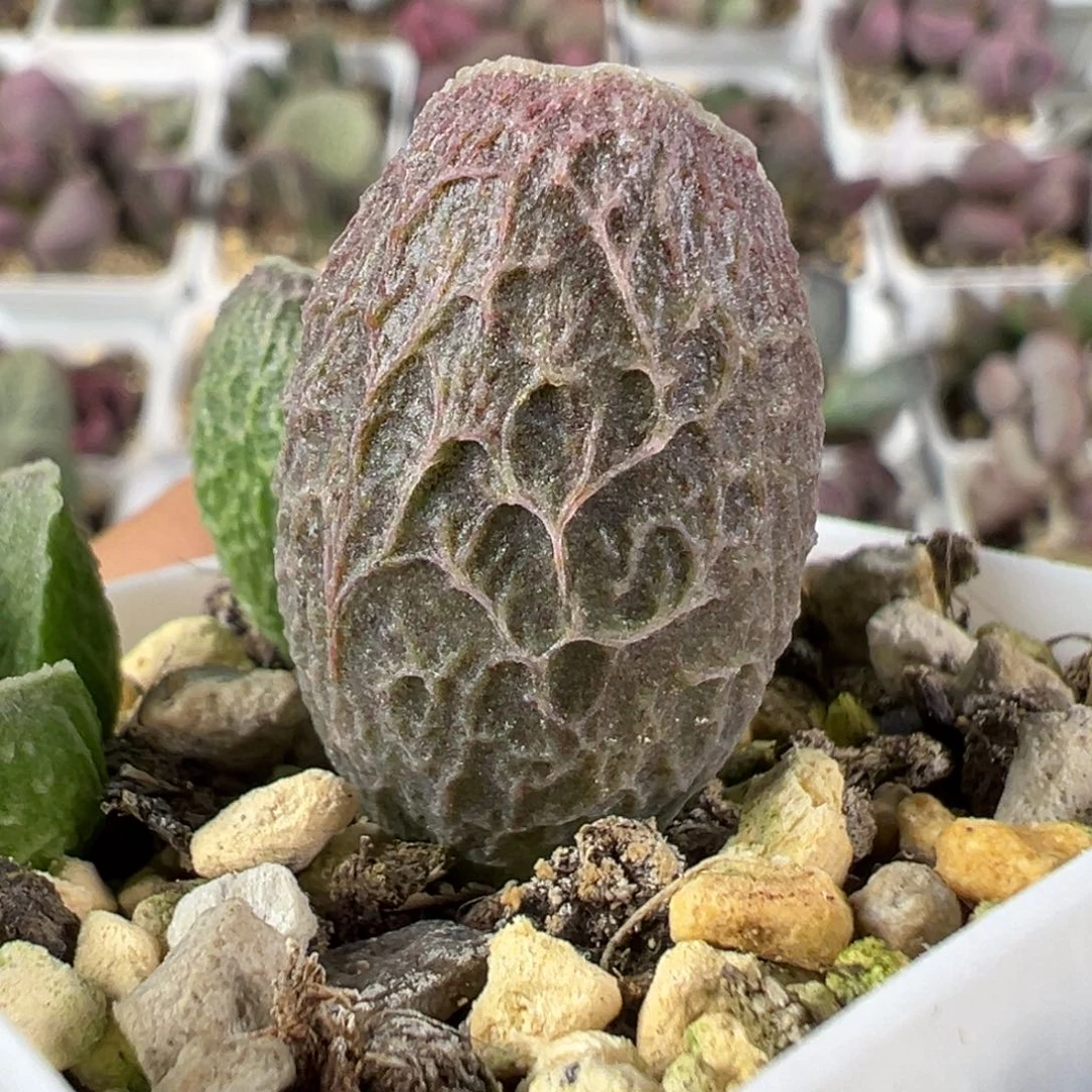w网纹款实生新品多肉植物