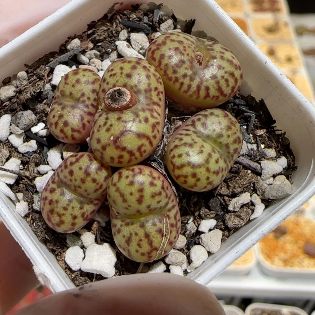 肉锥多肉植物百科30-1249