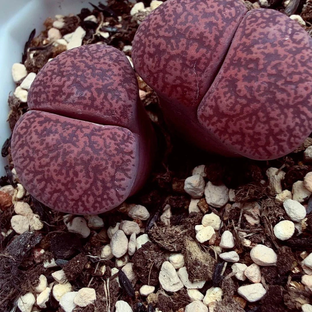 我们一起看电视的时间长得316