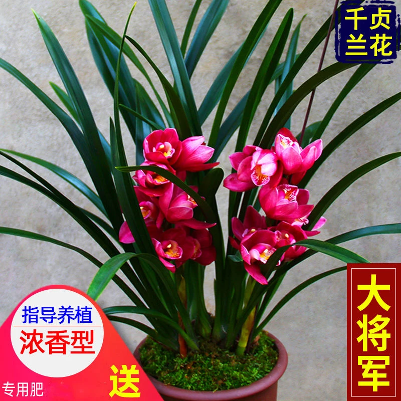 兰花苗浓香型【大将军】建兰室内盆栽四季兰花卉阳绿植兰草绿植盆栽