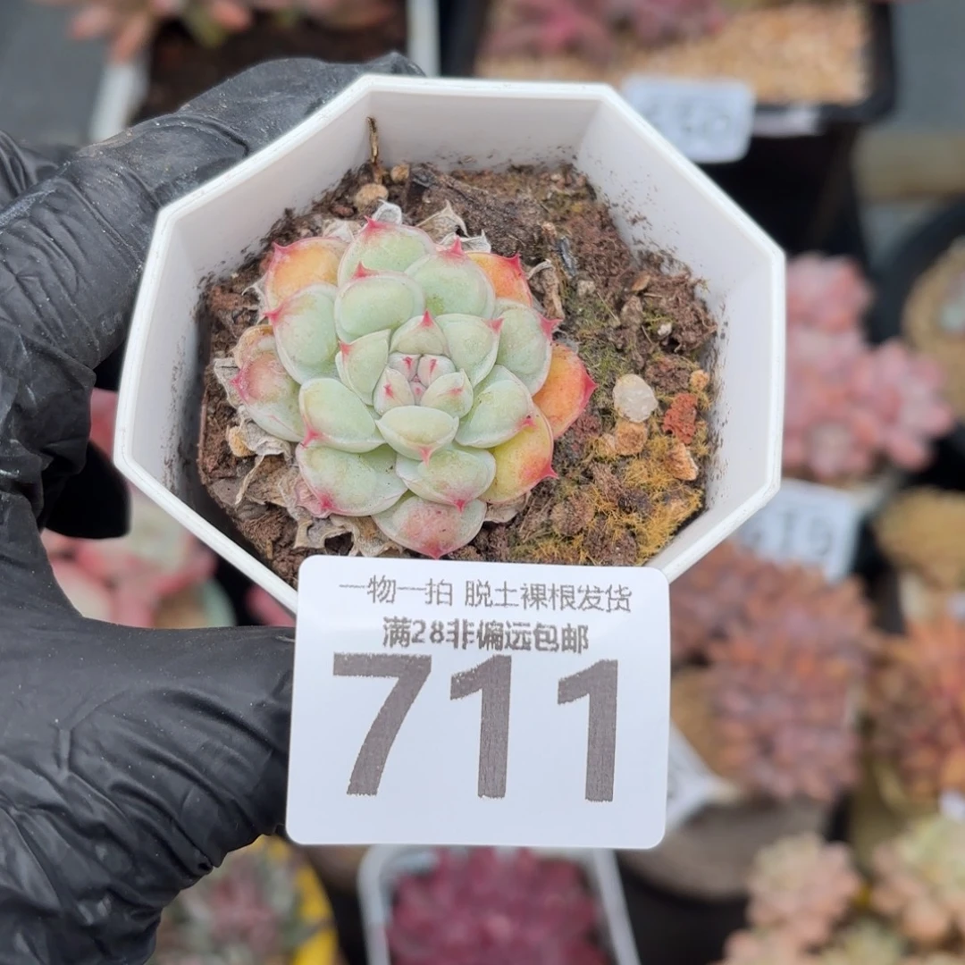 瘤影单头无盆土发货