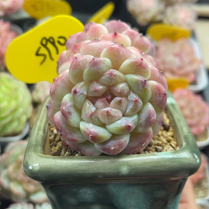 彩虹冰魄双头5990