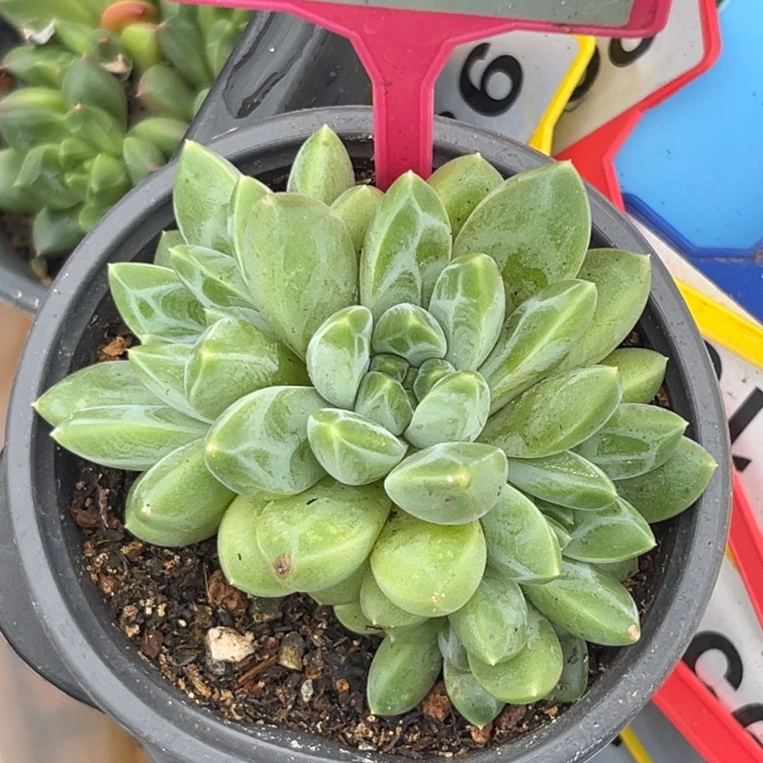 多肉植物雨花石群308