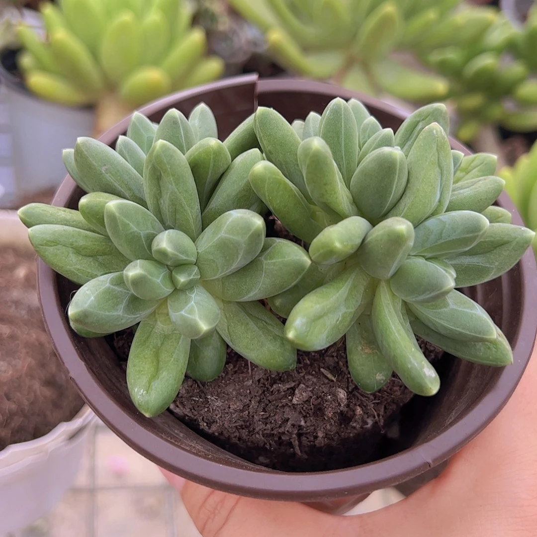 千代田之松双头起发