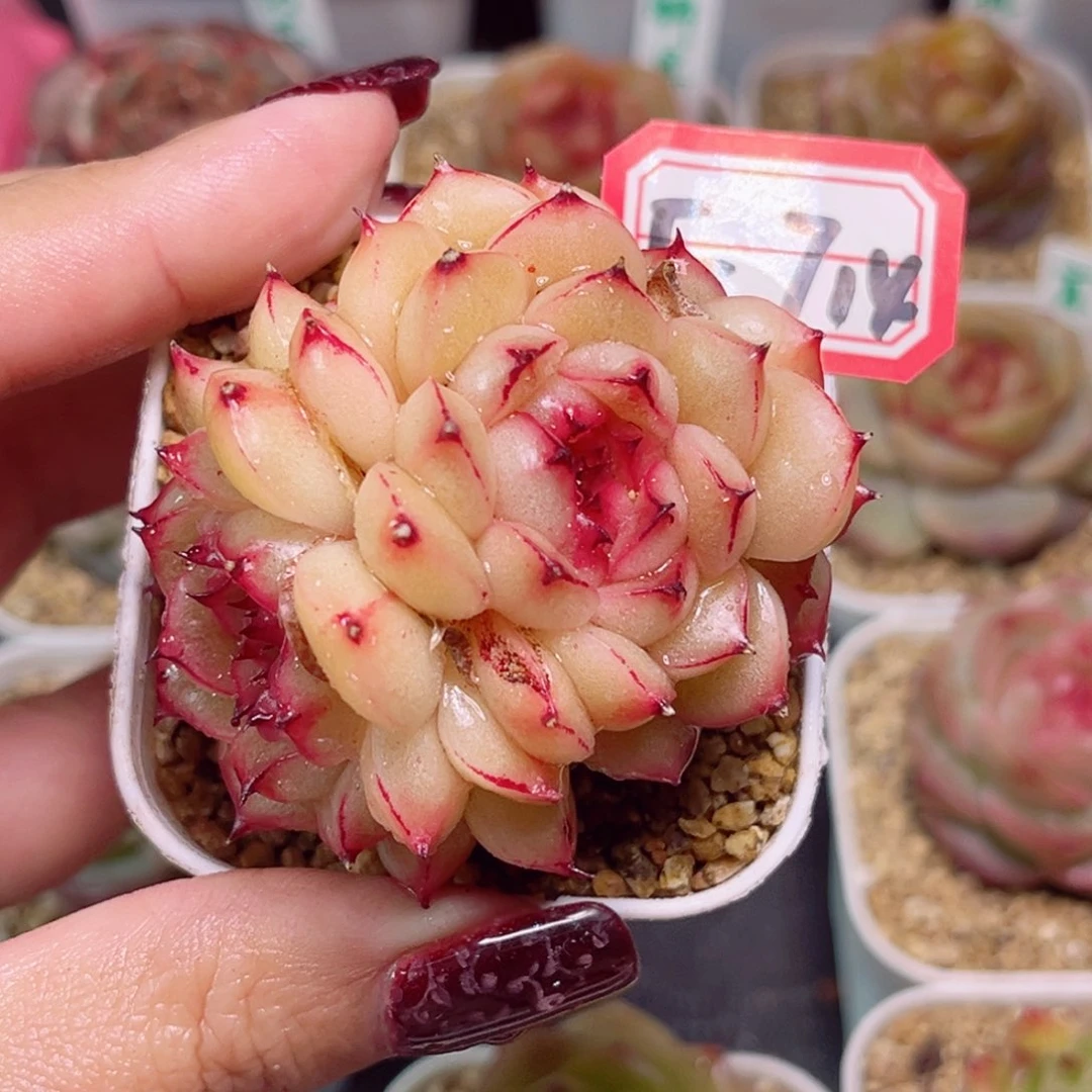 眠*F714一物一拍 弥勒珍妮