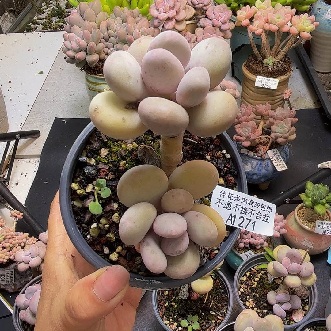 蛋黄奶酪271/7cn多肉