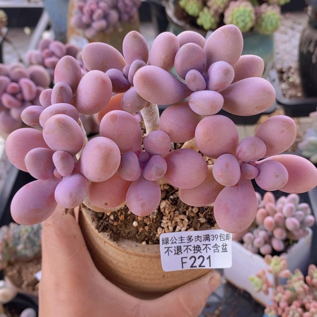 糖果桃蛋老桩11cm221多肉植物