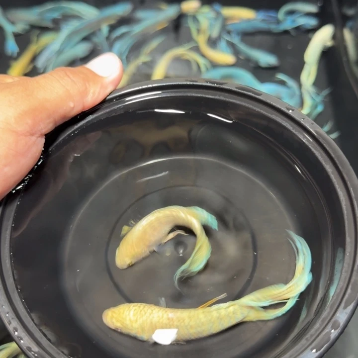 斗鱼直播间对图白蛇19