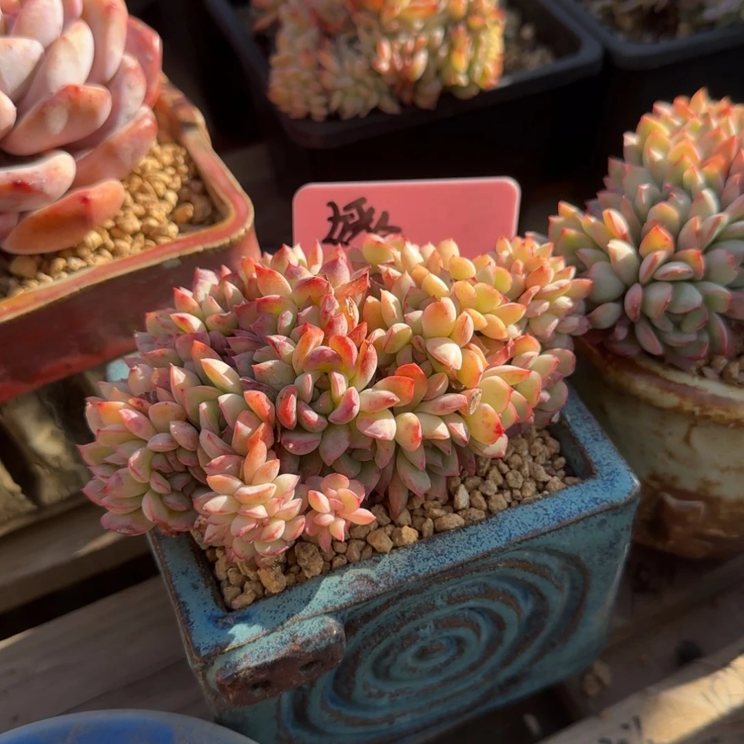 荷花缀化五十包邮