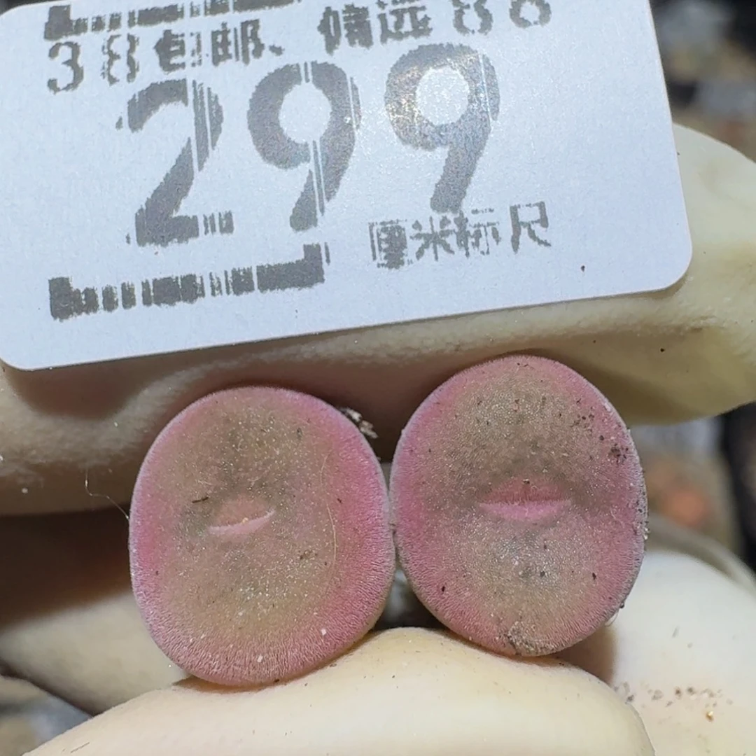 Zzzzz精品生石花299