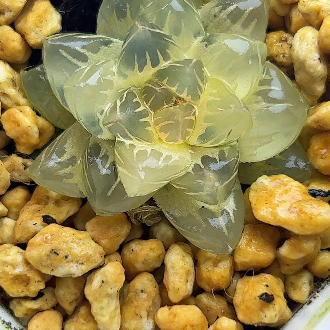 糊斑水中月锦十二卷