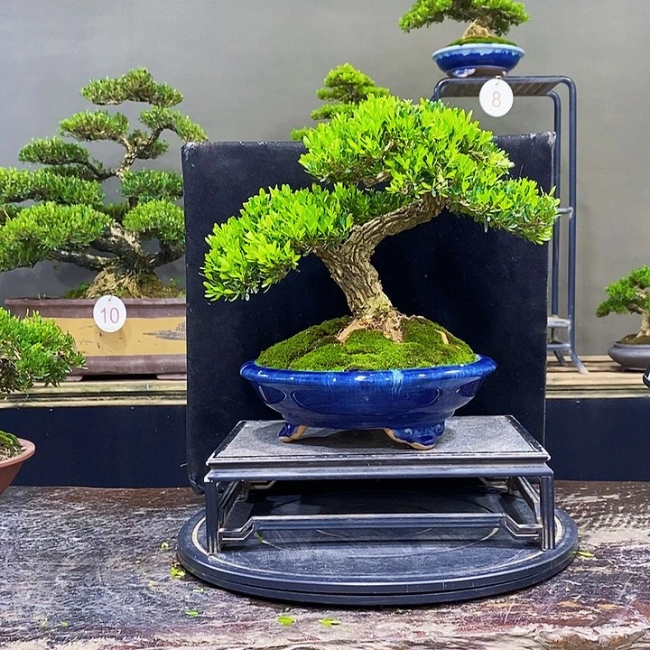 无花朵黄杨盆景四季常青