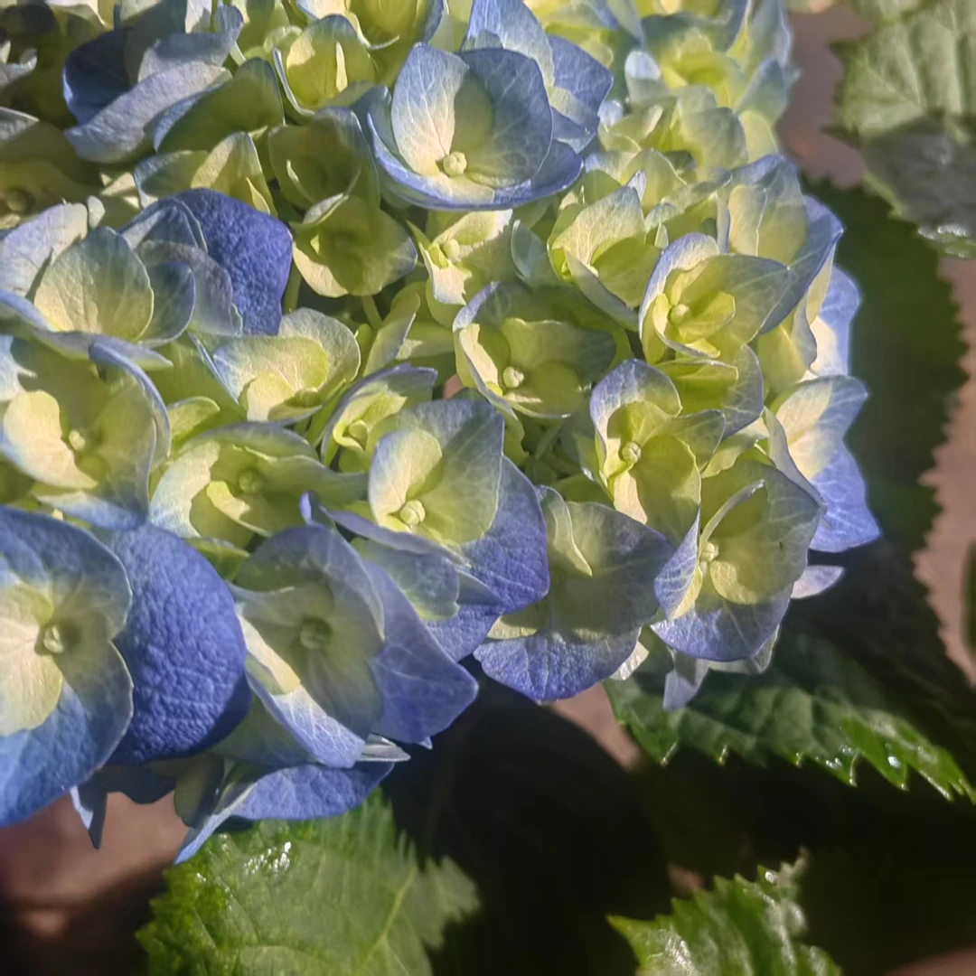 （贝拉）绣球庭院植物可盆栽地栽