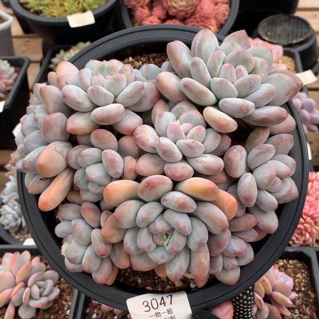 20厘米10头香水老桩3047