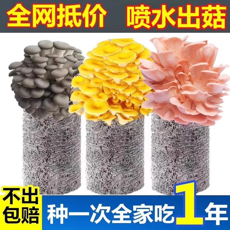 新鲜鸡枞菌蘑菇种植包菌种菌包懒人种植食用灰榆黄菇鸡枞菌种