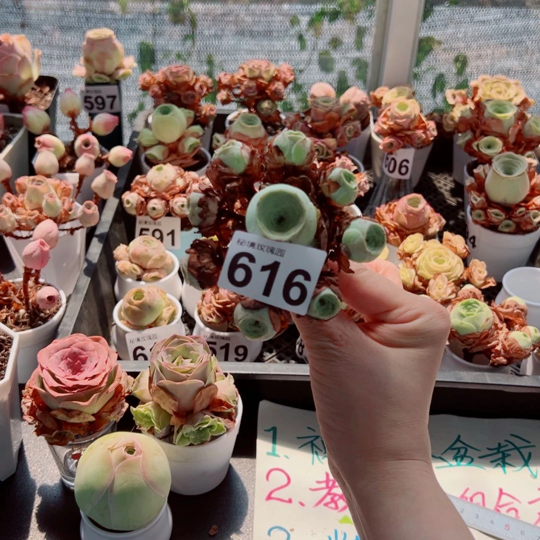 616绿萌包周正飘枝捧花群。   一物一拍