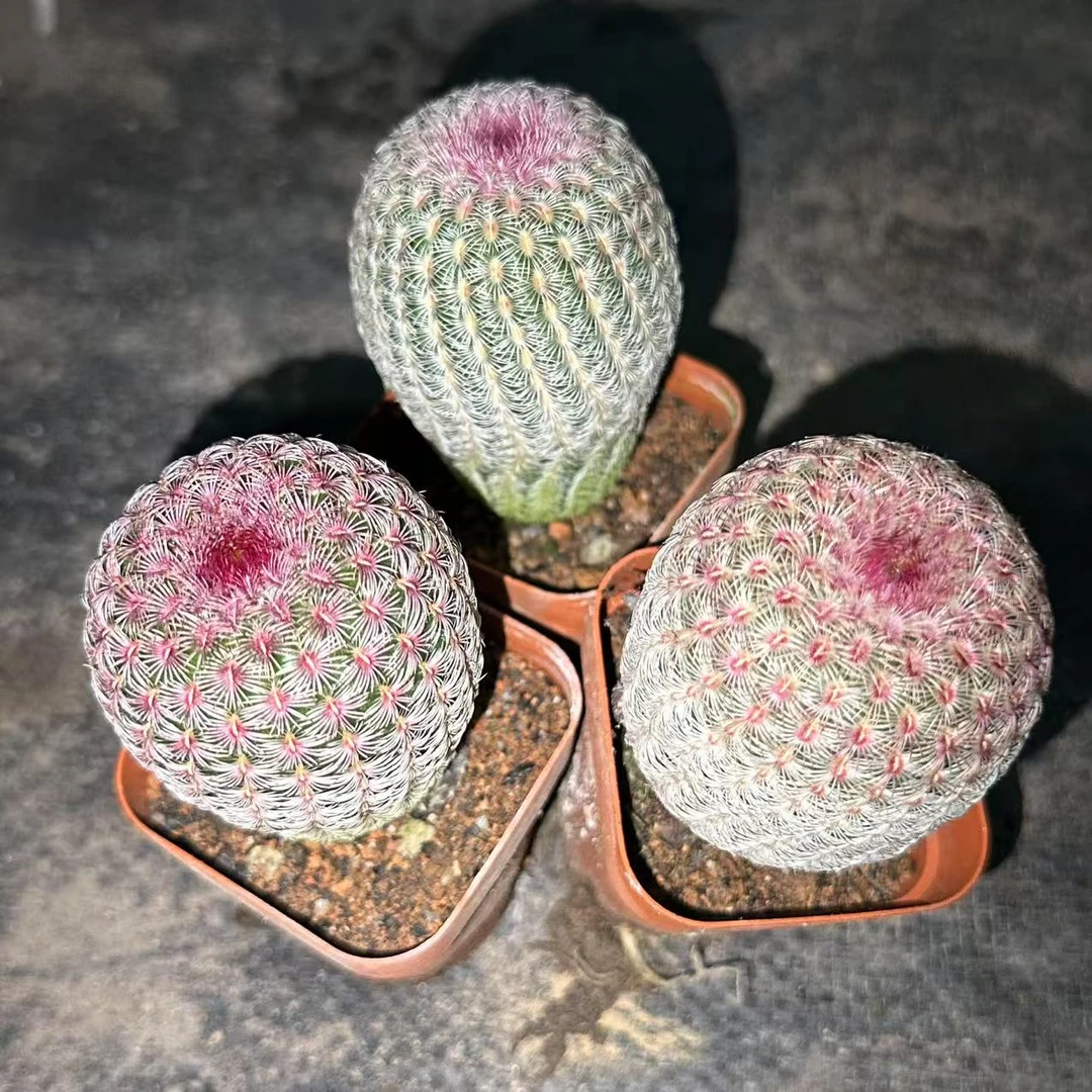 新货红太阳仙人球植物漳州基地直发货 新手好养 室内外