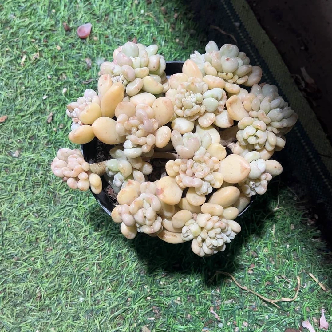 沙**瑰比尔盖茨多肉植物