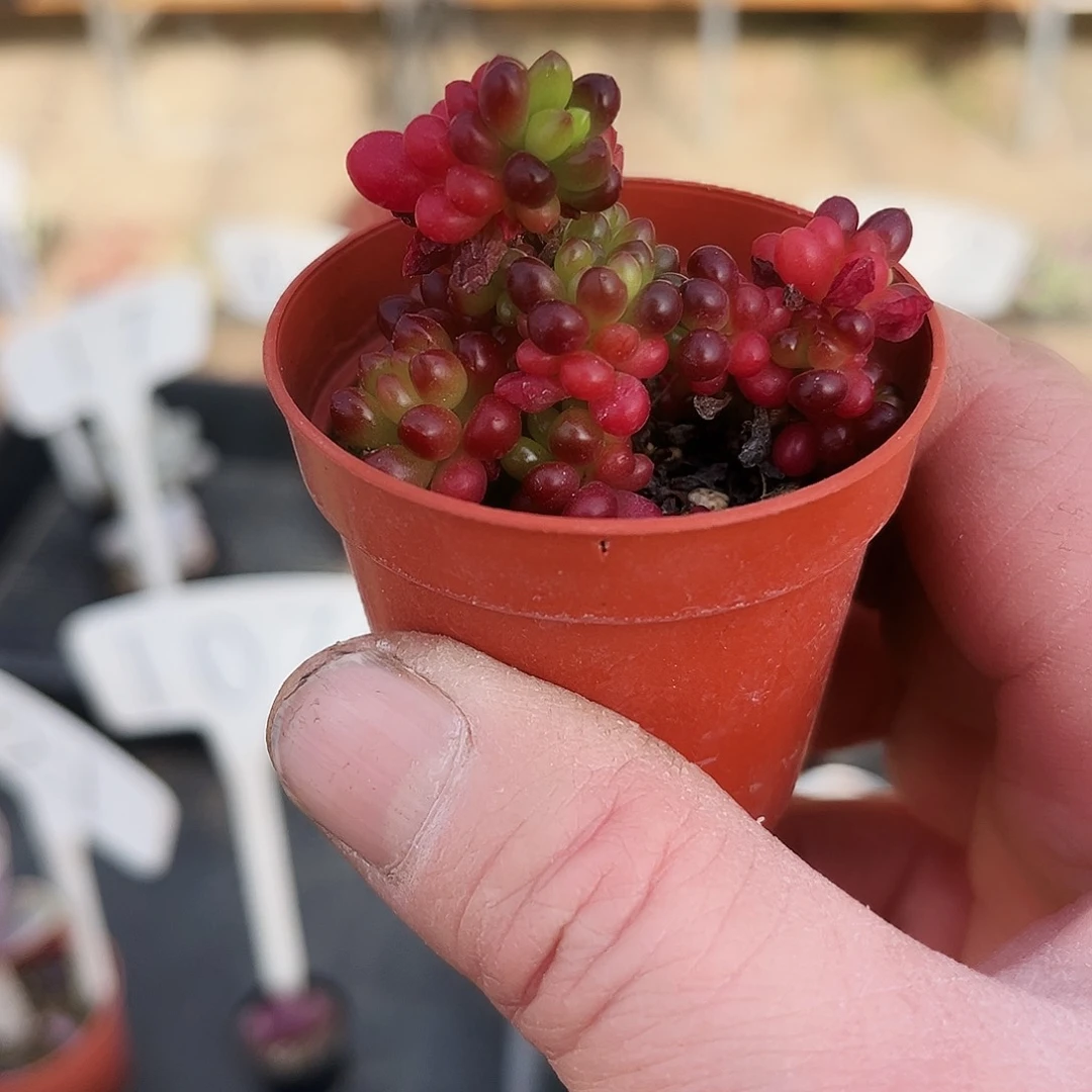 老*Y295多肉植物提取萃取剂中