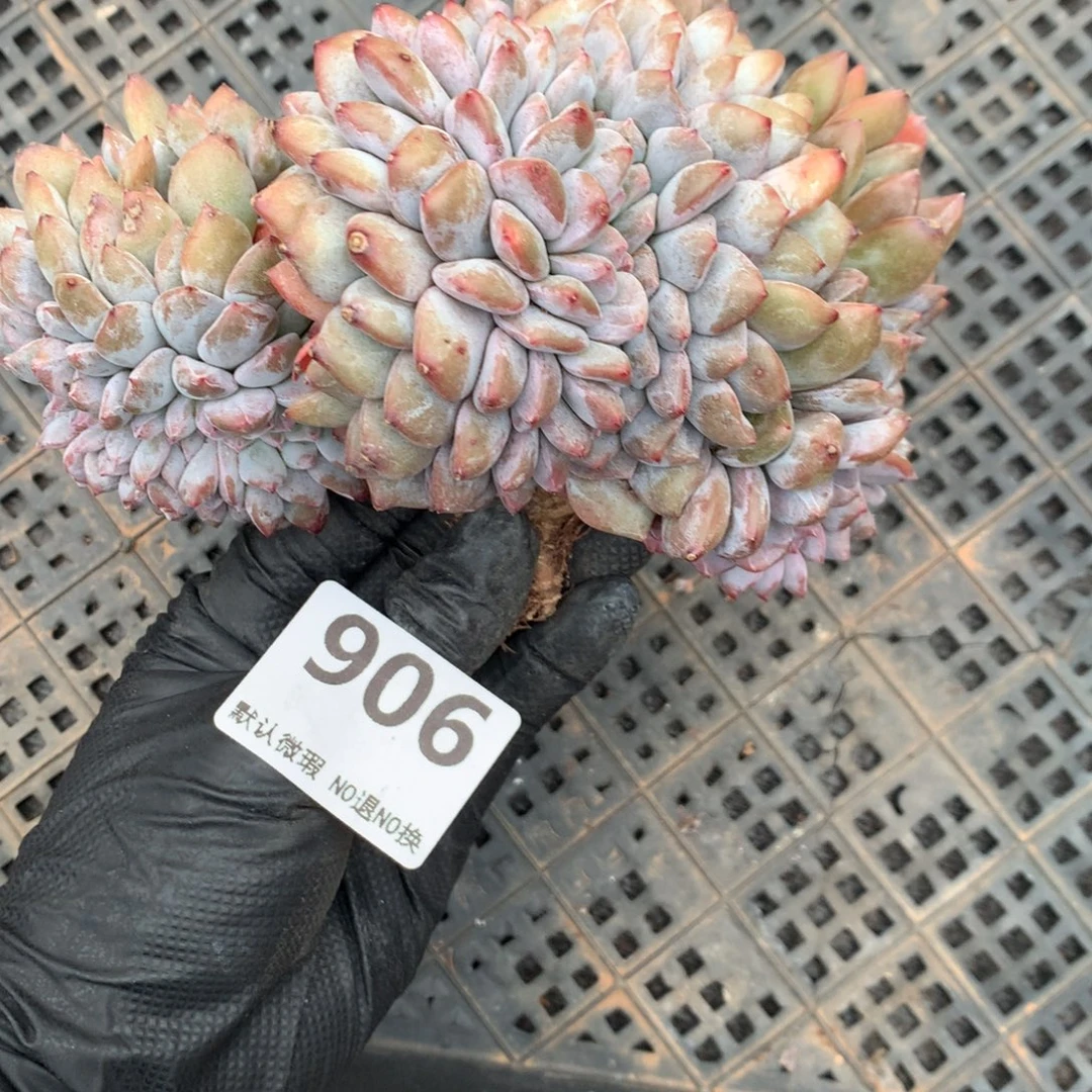 静****906号 有瑕疵不售后新疆西藏内蒙古不包邮