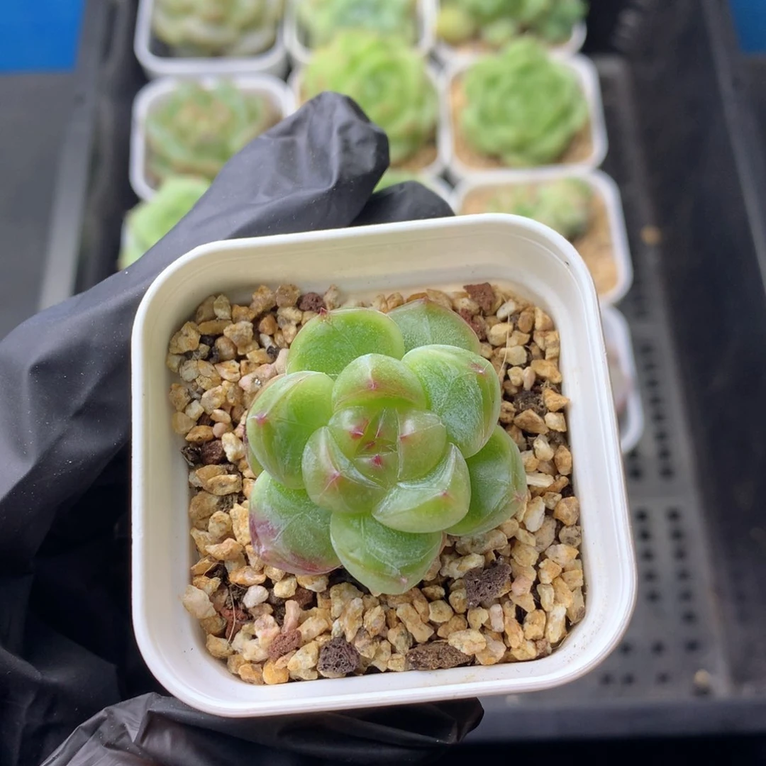 58包邮  群生不包整 112