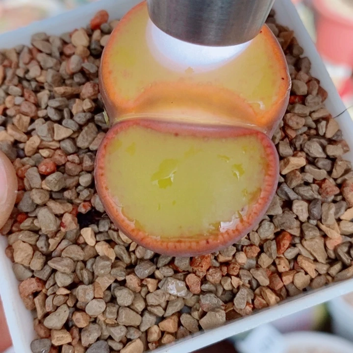 生石花花花花花花花474