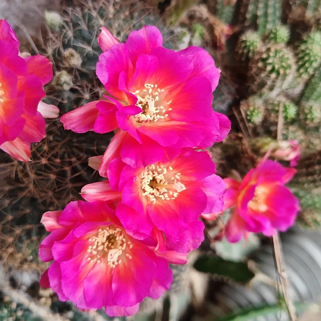 丽花妩媚侧芽福仙人球