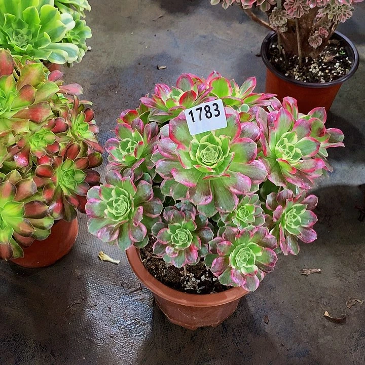 T*D多肉水蜜桃1783