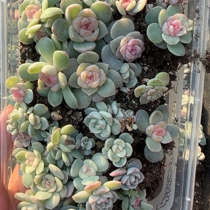 点***•30绝绝子多肉一盘