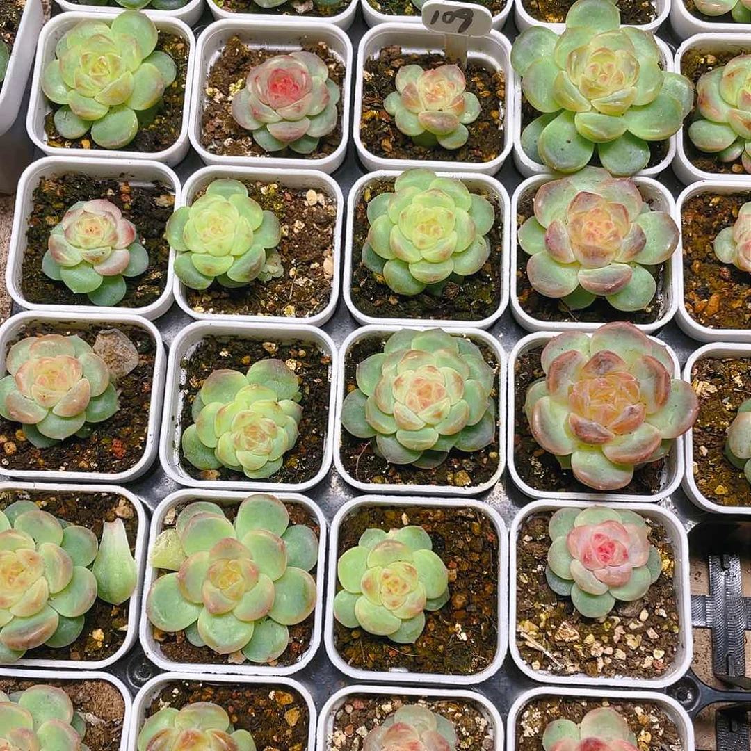 T109 状态单头盆一个满25包邮