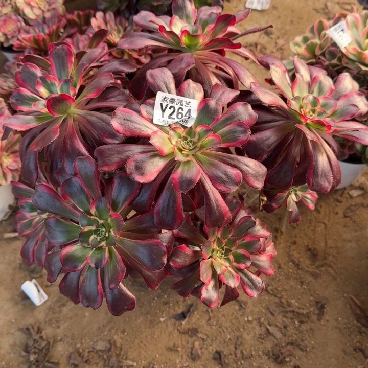 丽娜264官服28左右2