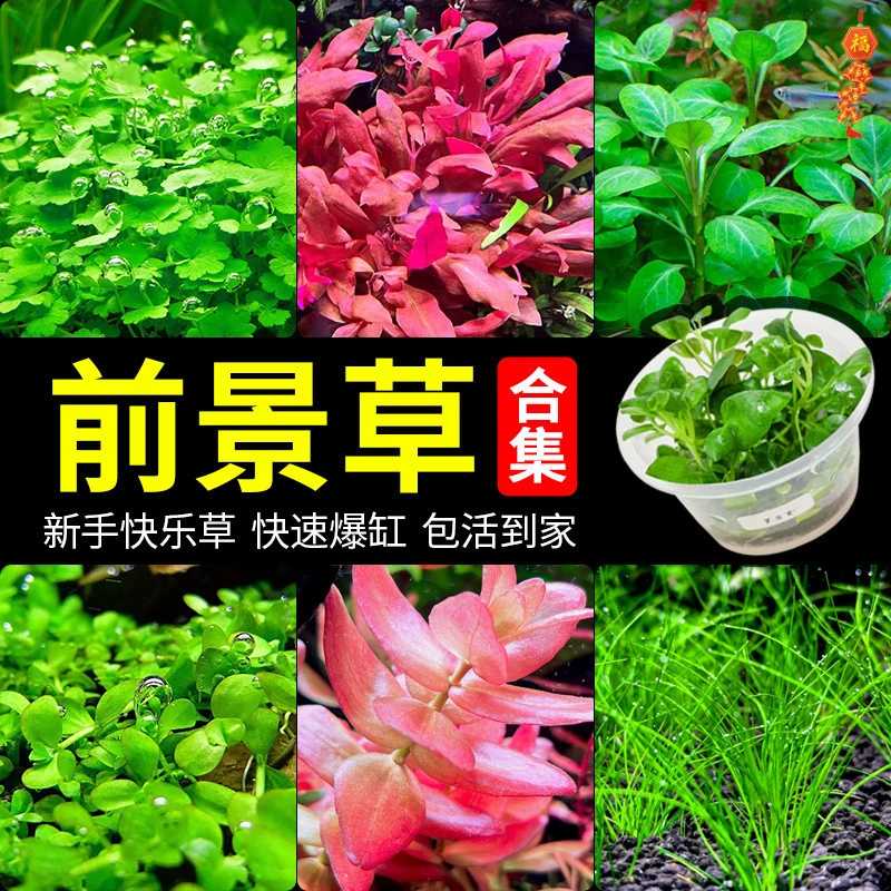 前景草爬地矮珍珠鱼缸水草植物真草活净水阴性草新手无菌杯牛批发